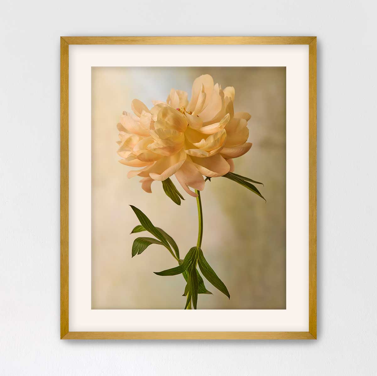 Coral Charm Peony Portrait 6