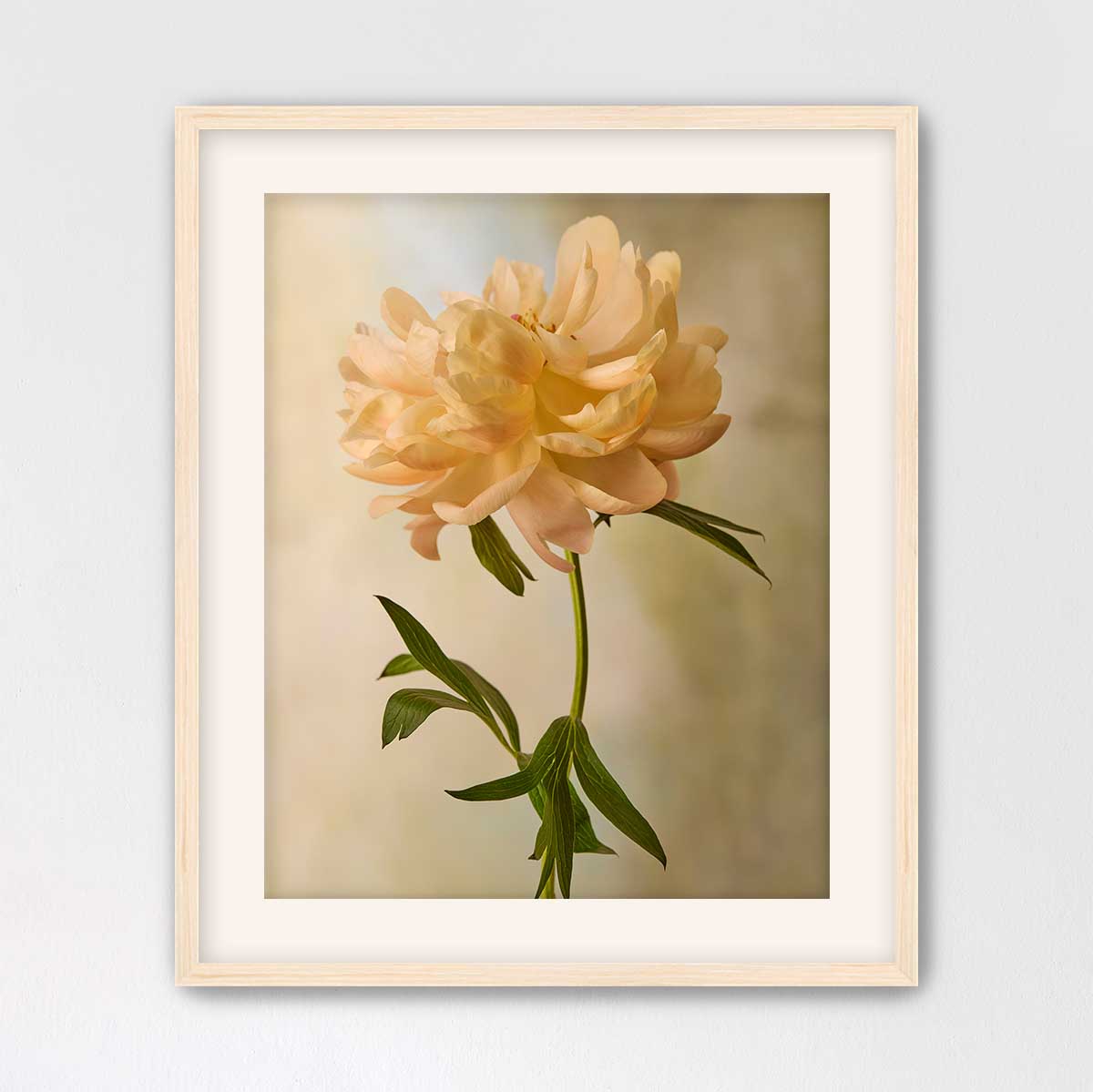Coral Charm Peony Portrait 6