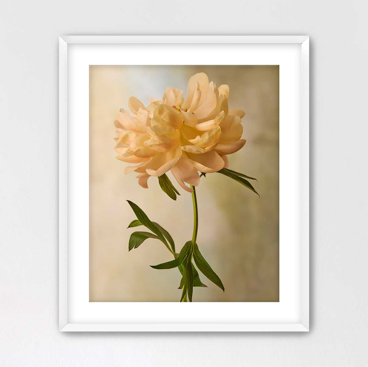 Coral Charm Peony Portrait 6