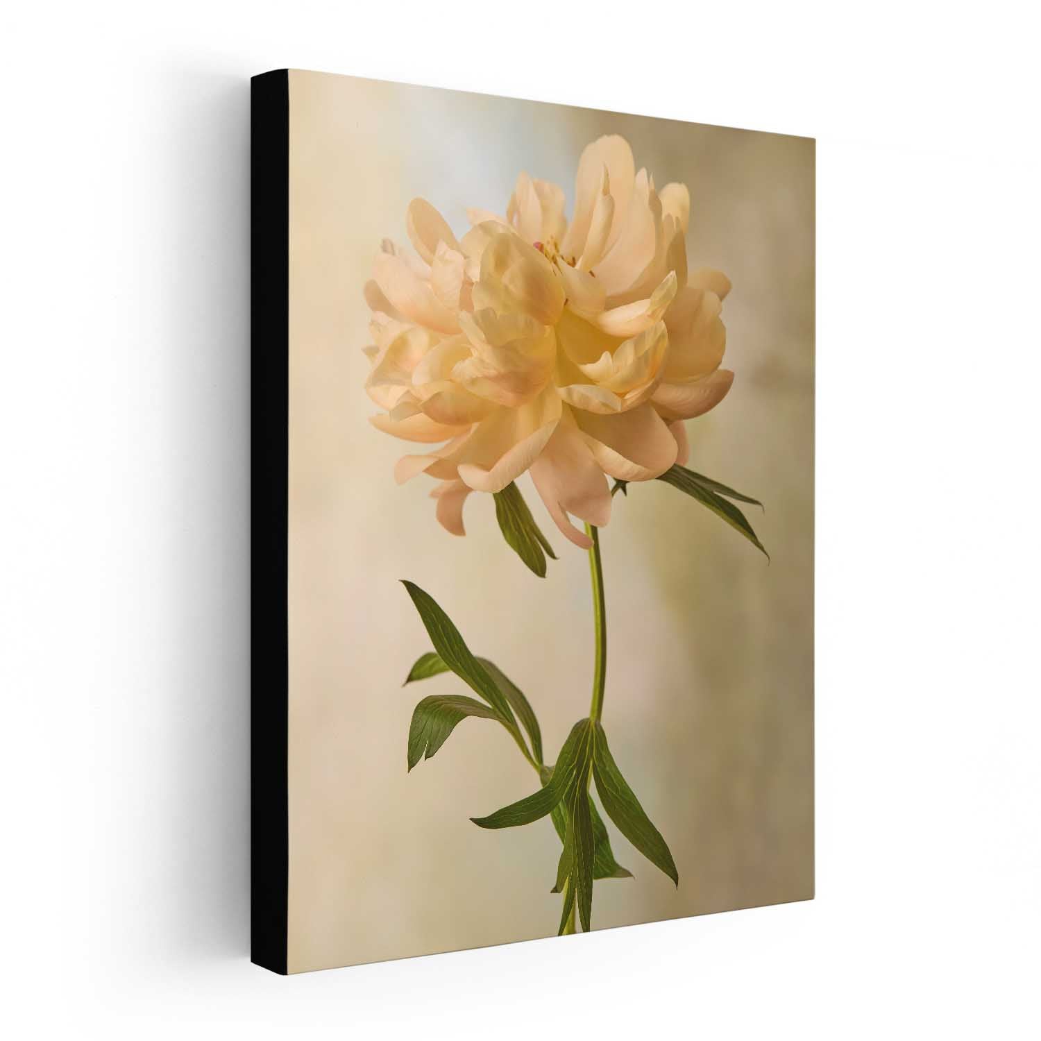 Coral Charm Peony Portrait 6