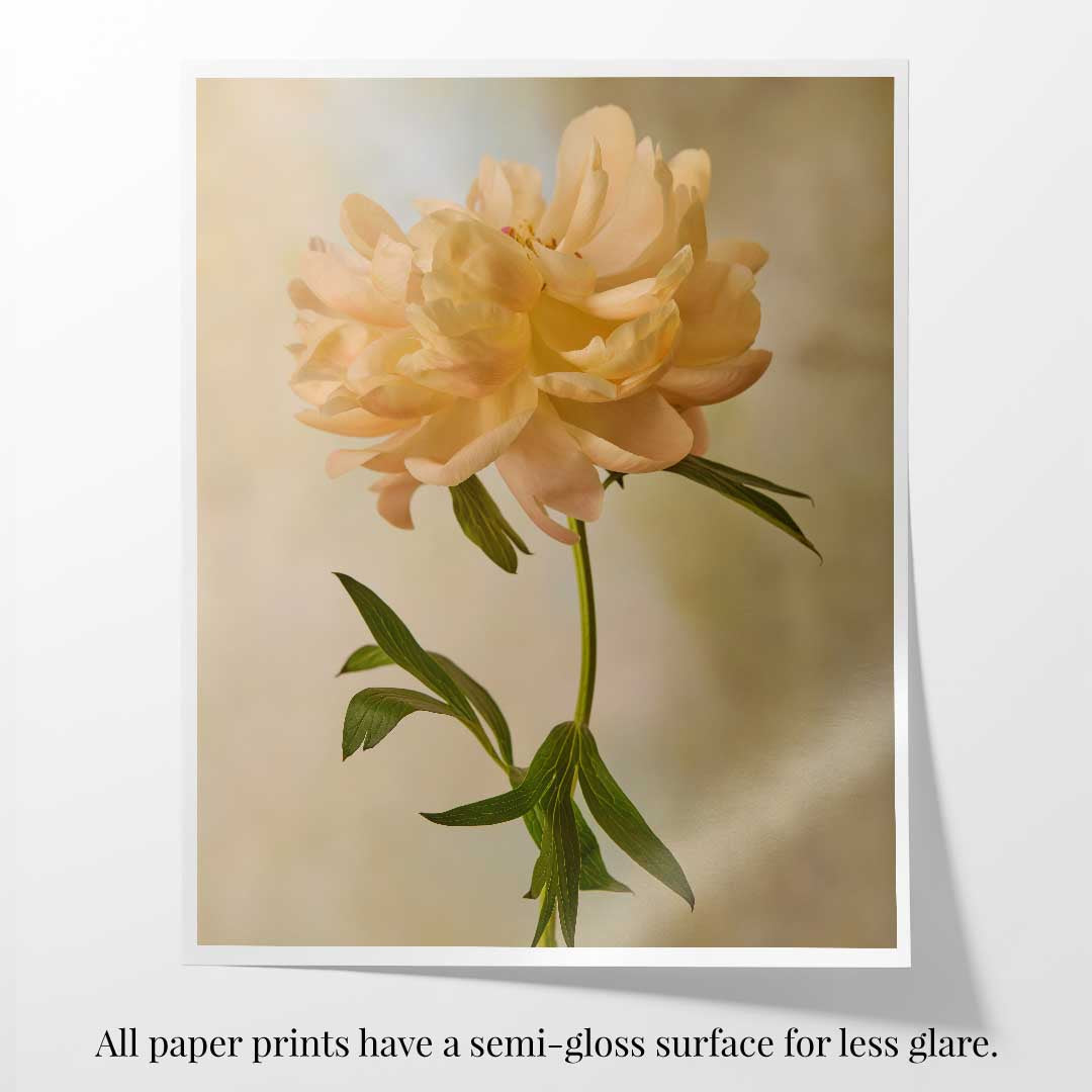 Coral Charm Peony Portrait 6