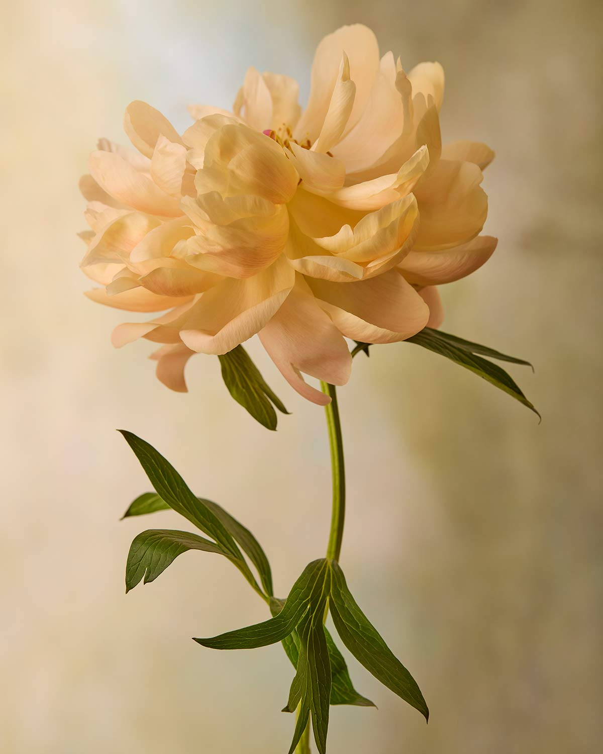 Coral Charm Peony Portrait 6