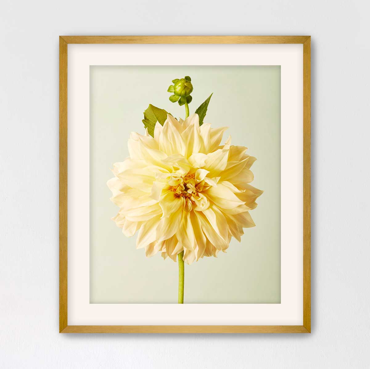 A framed photograph of a large, yellow dahlia flower with a green stem and bud.