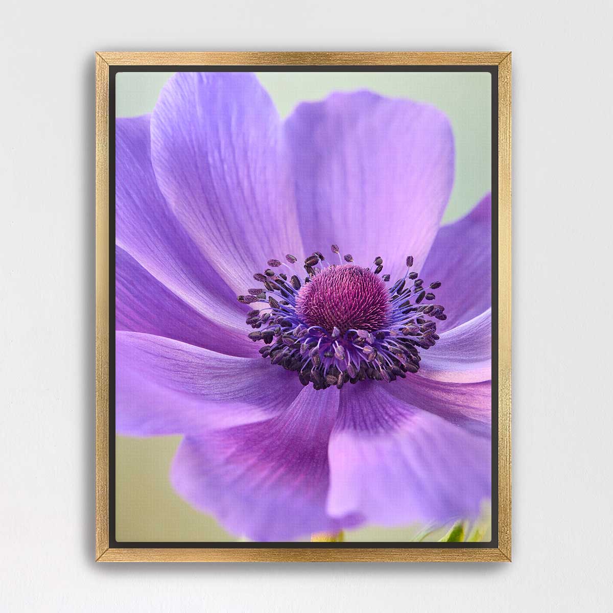 Purple Queen