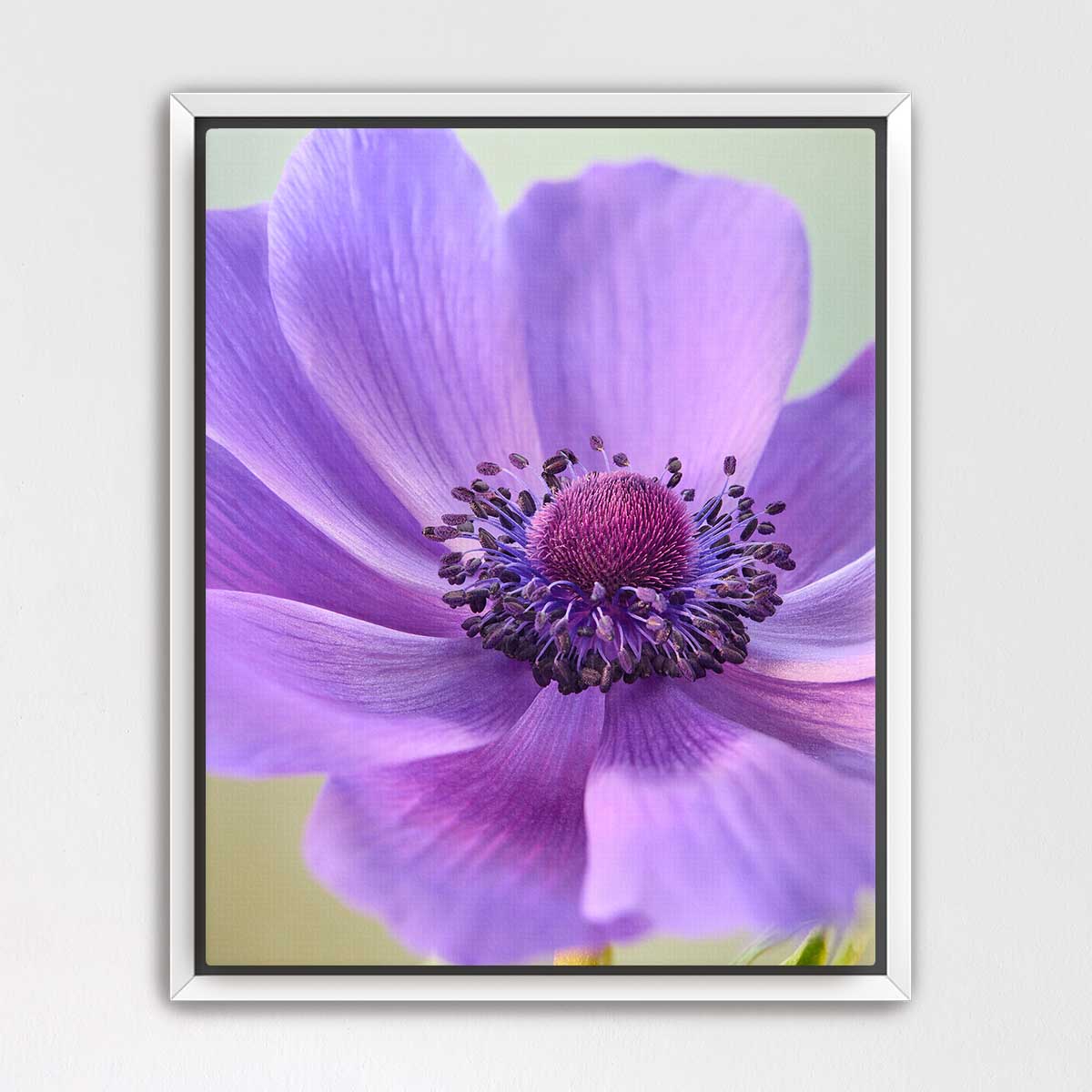 Purple Queen