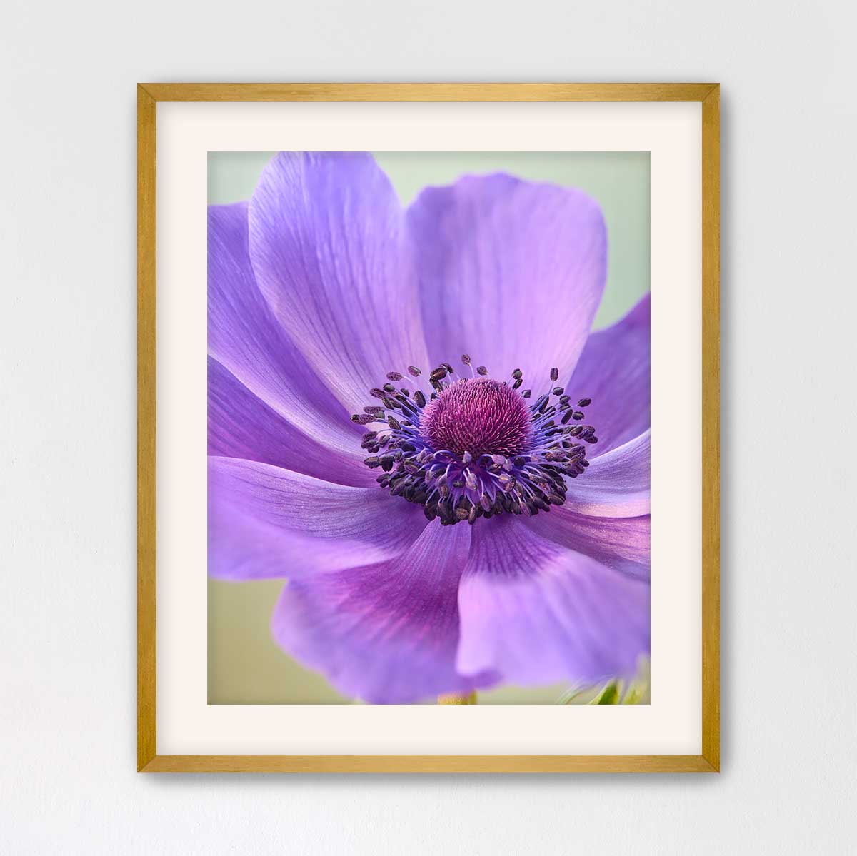 Purple Queen