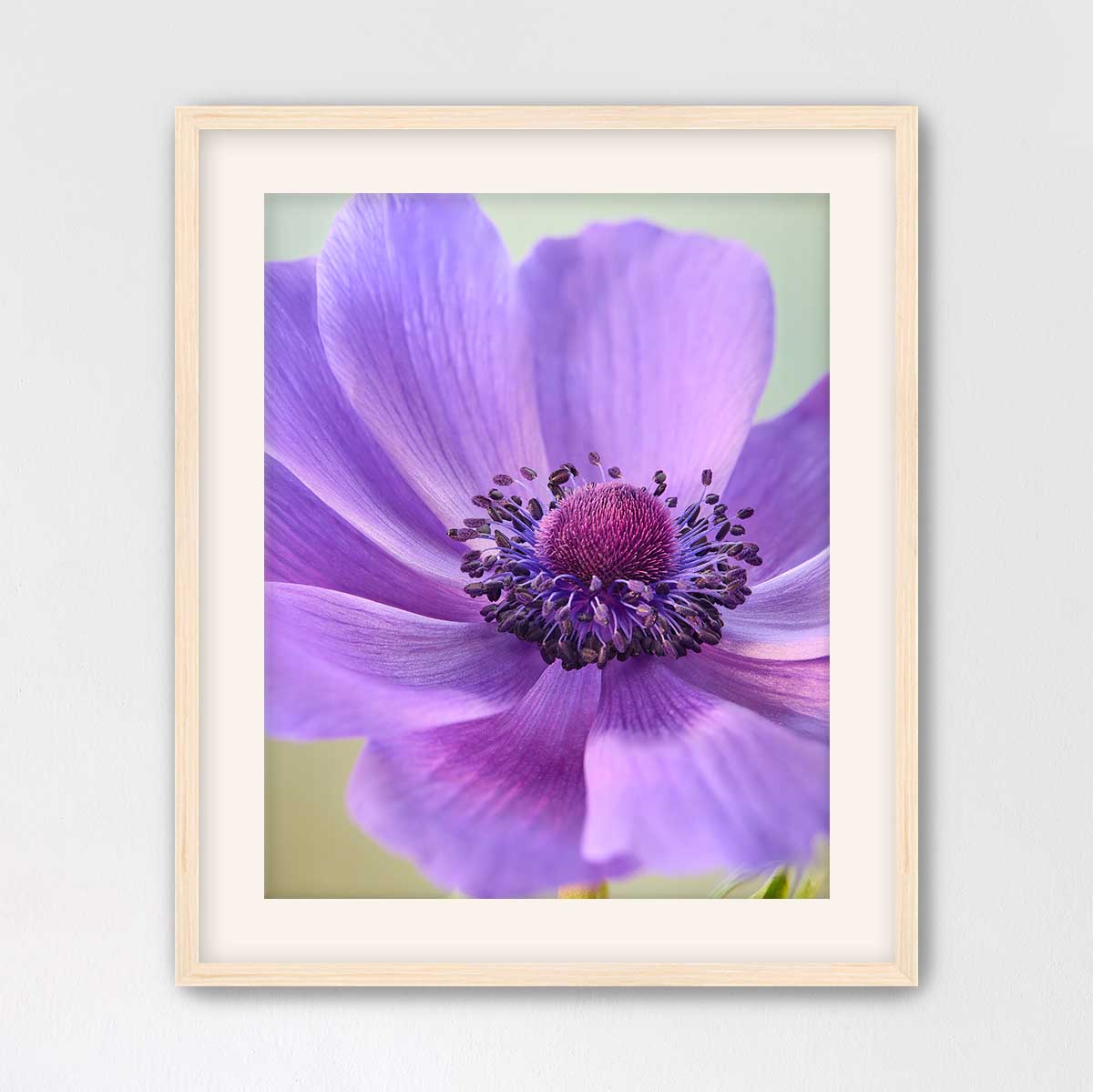Purple Queen