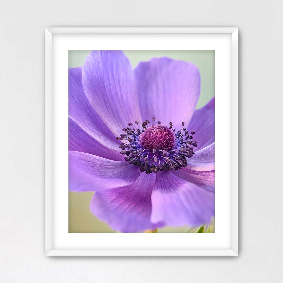 Purple Queen
