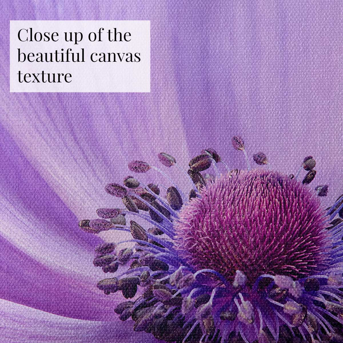 Purple Queen