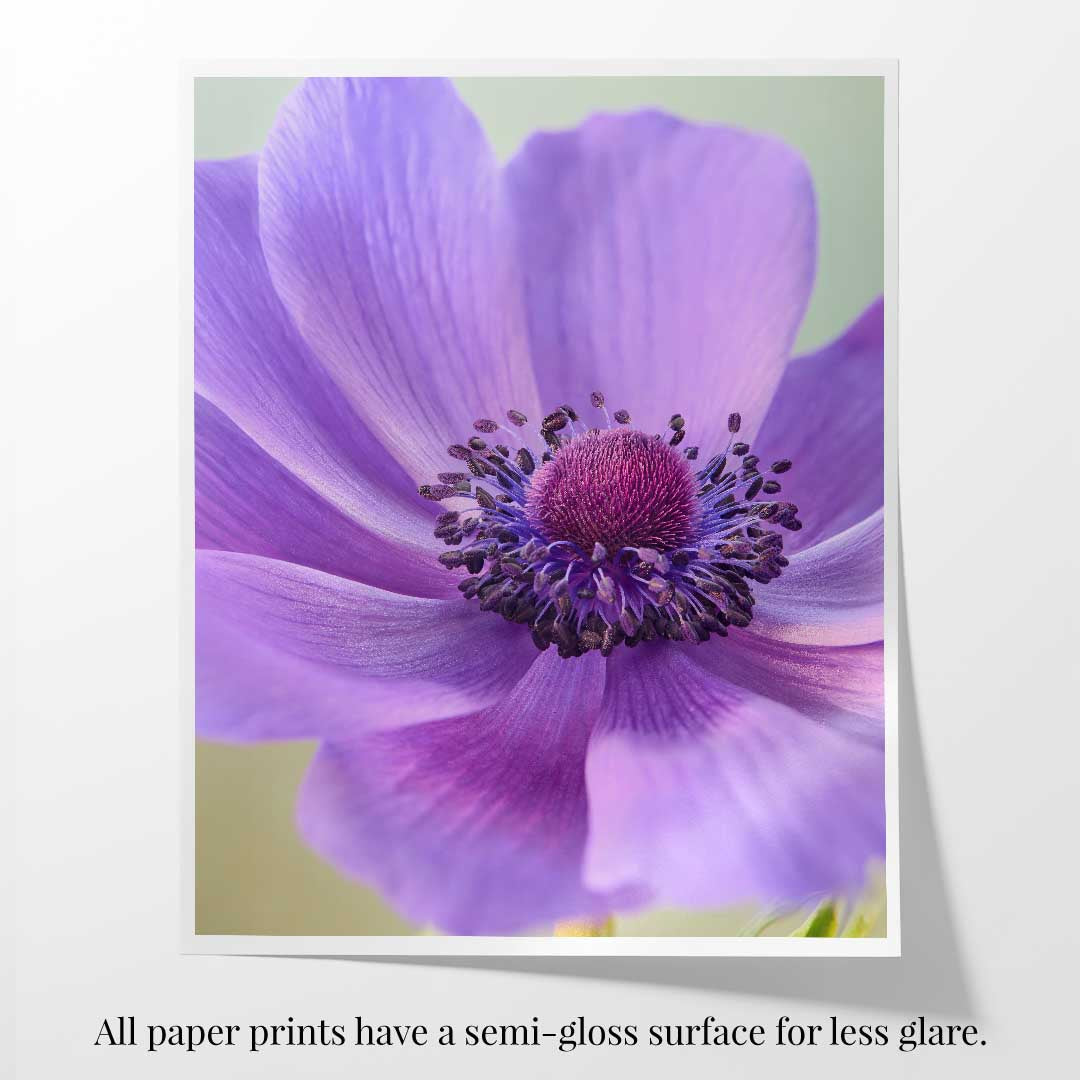 Purple Queen