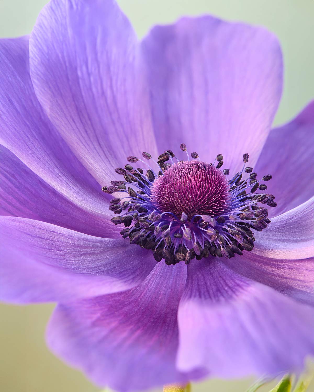Purple Queen