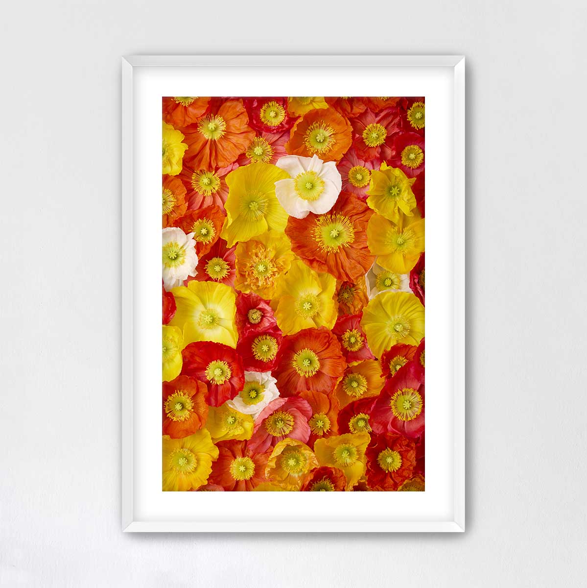 The image is a vibrant collage of various colorful flowers, including red, yellow, and white blooms, arranged in a visually striking manner.