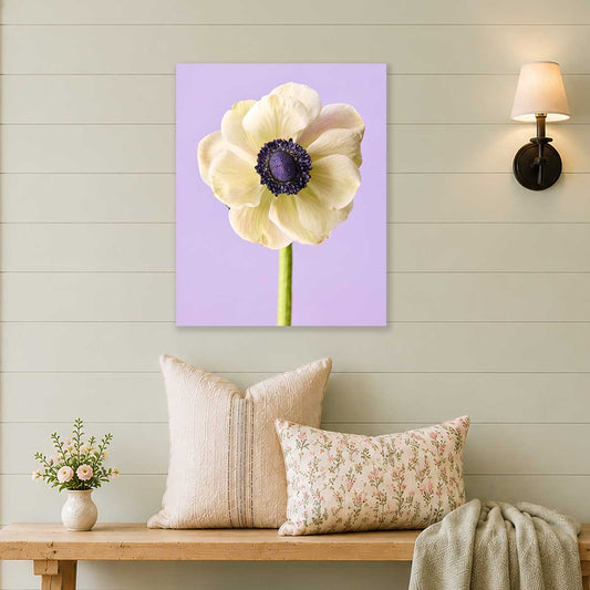 White Muse Anemone Wall Art Canvas with a lavender background and white flower centered on canvas