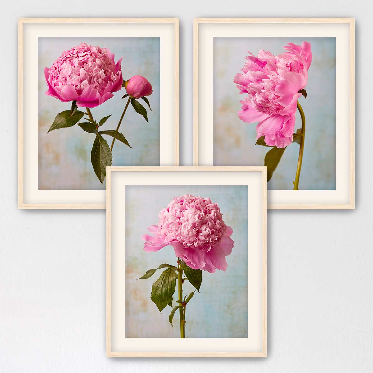 three framed pictures of pink peonies, each with a different arrangement of the flowers.