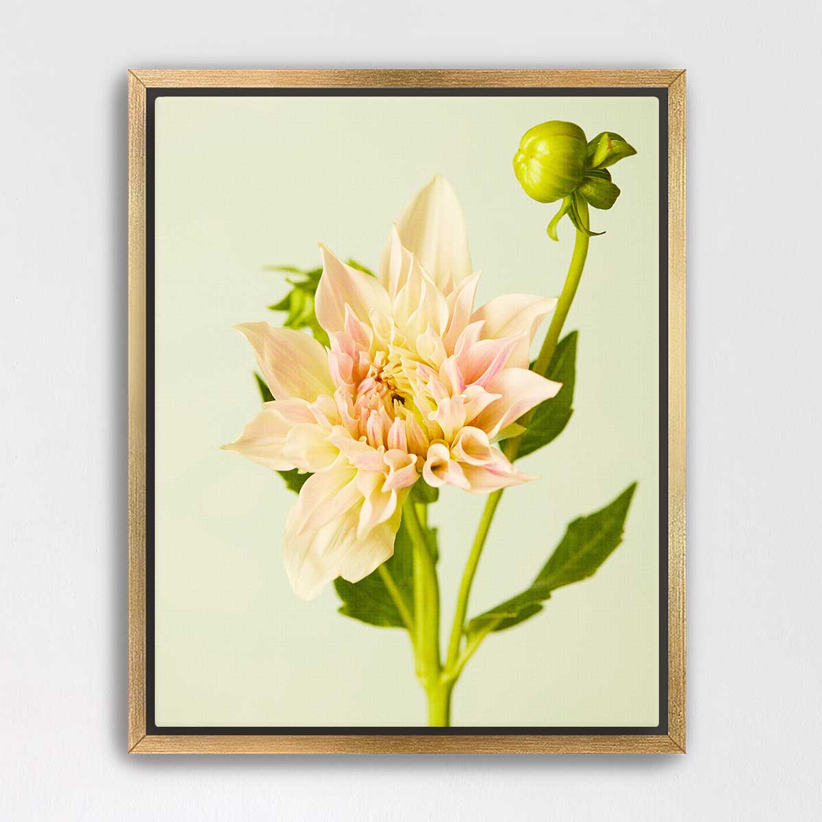 Peaches and Cream Dahlia