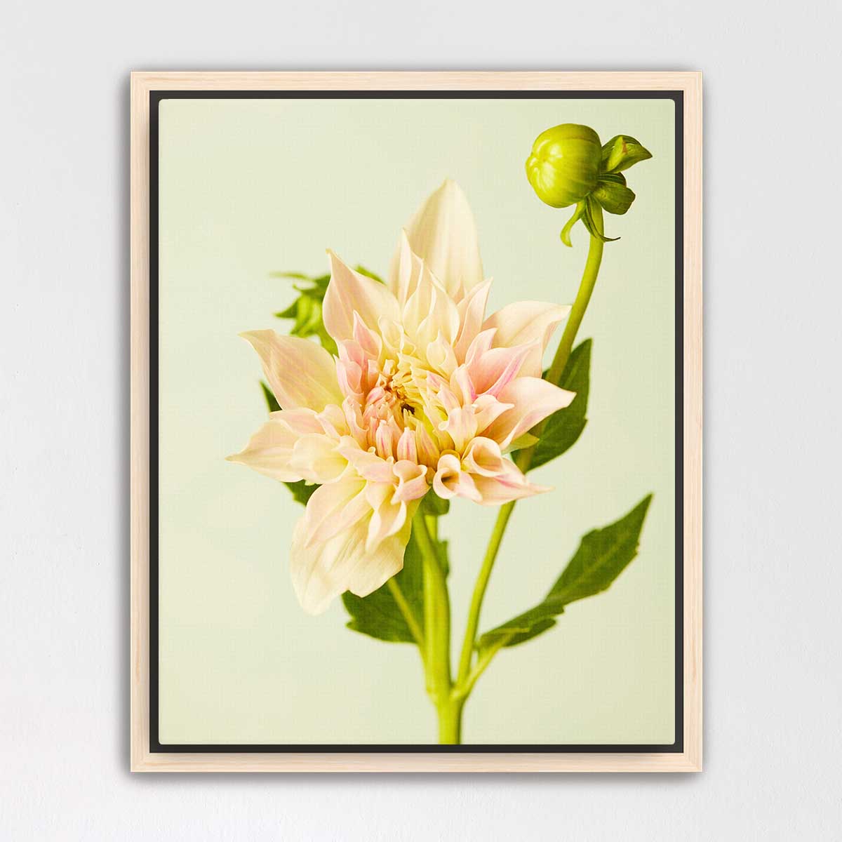 Peaches and Cream Dahlia