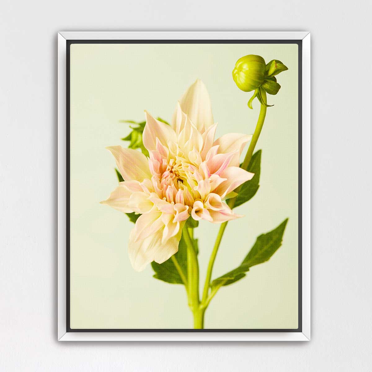 Peaches and Cream Dahlia