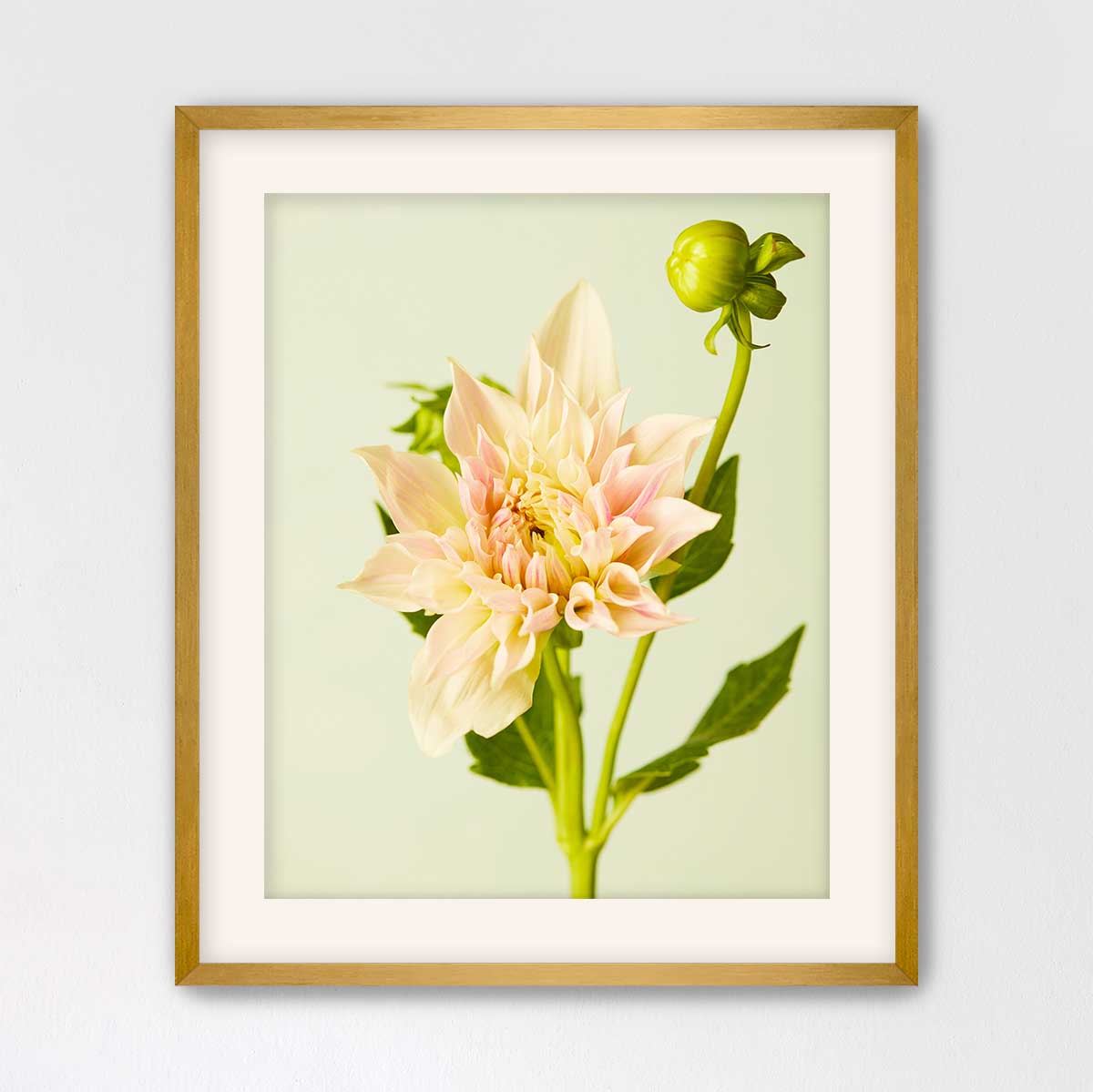 Peaches and Cream Dahlia
