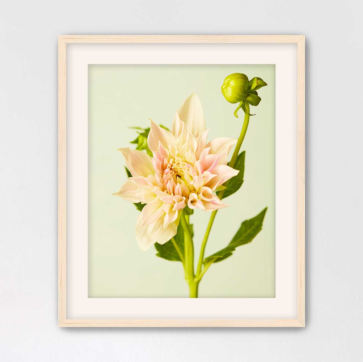 Peaches and Cream Dahlia