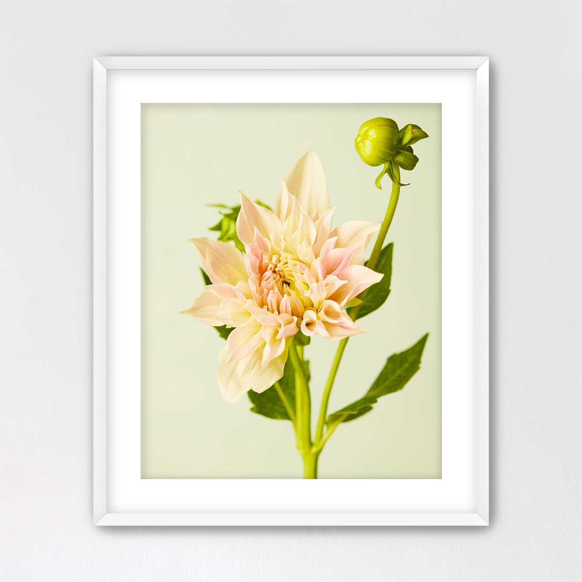 Peaches and Cream Dahlia