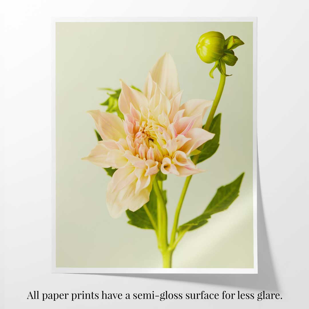 Peaches and Cream Dahlia