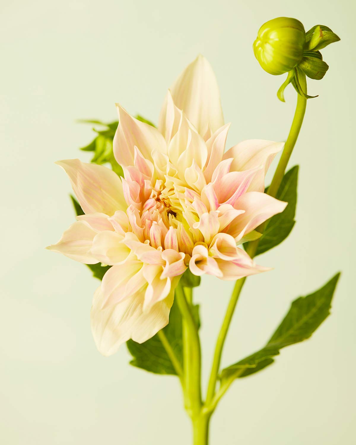 Peaches and Cream Dahlia