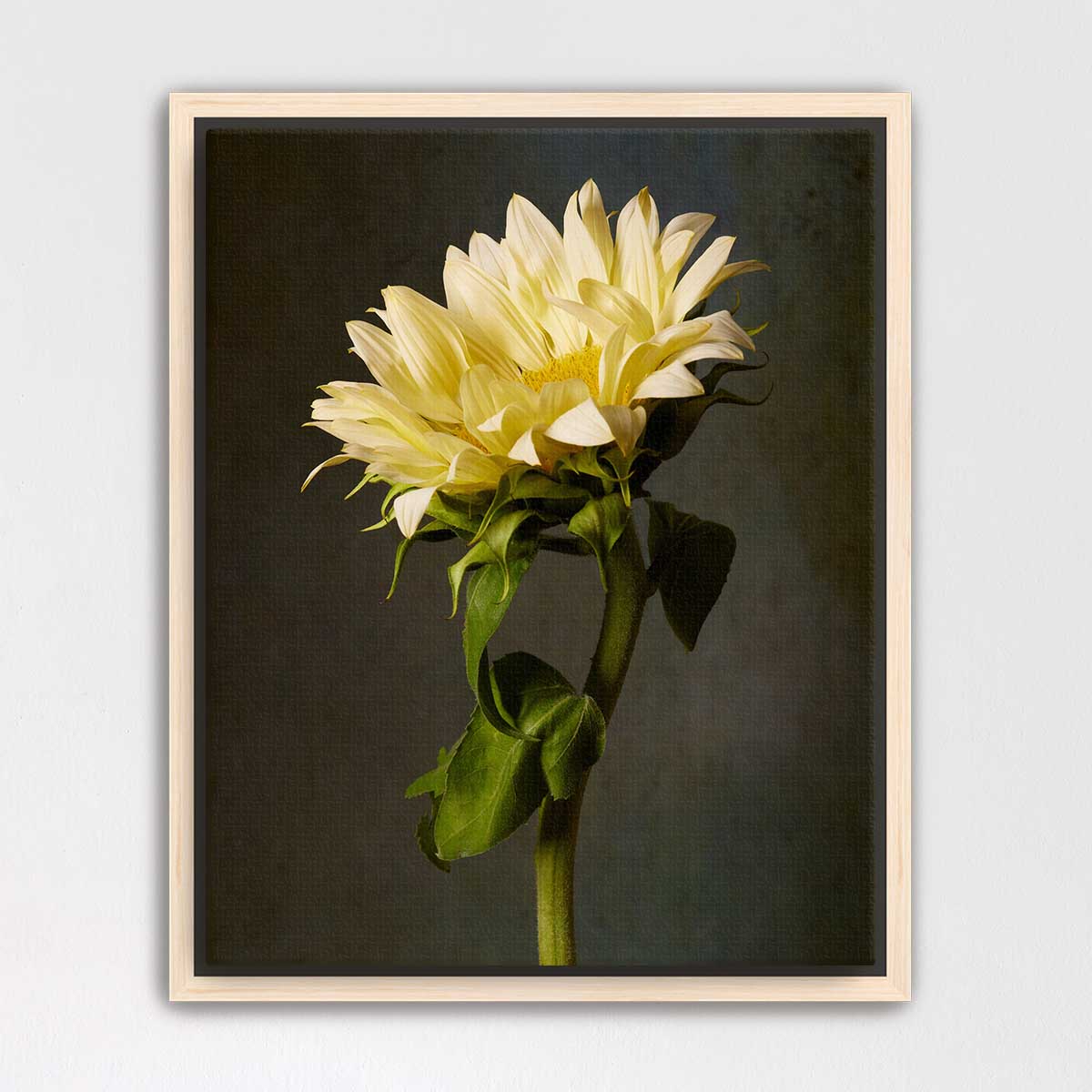 Golden Diva Sunflower