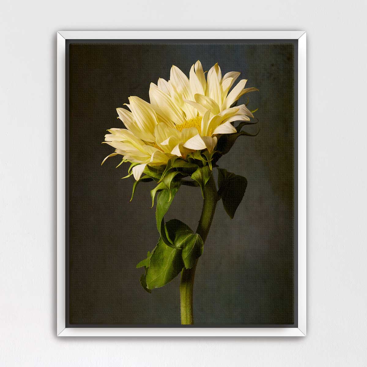 Golden Diva Sunflower