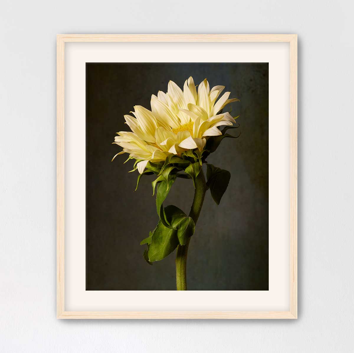 Golden Diva Sunflower