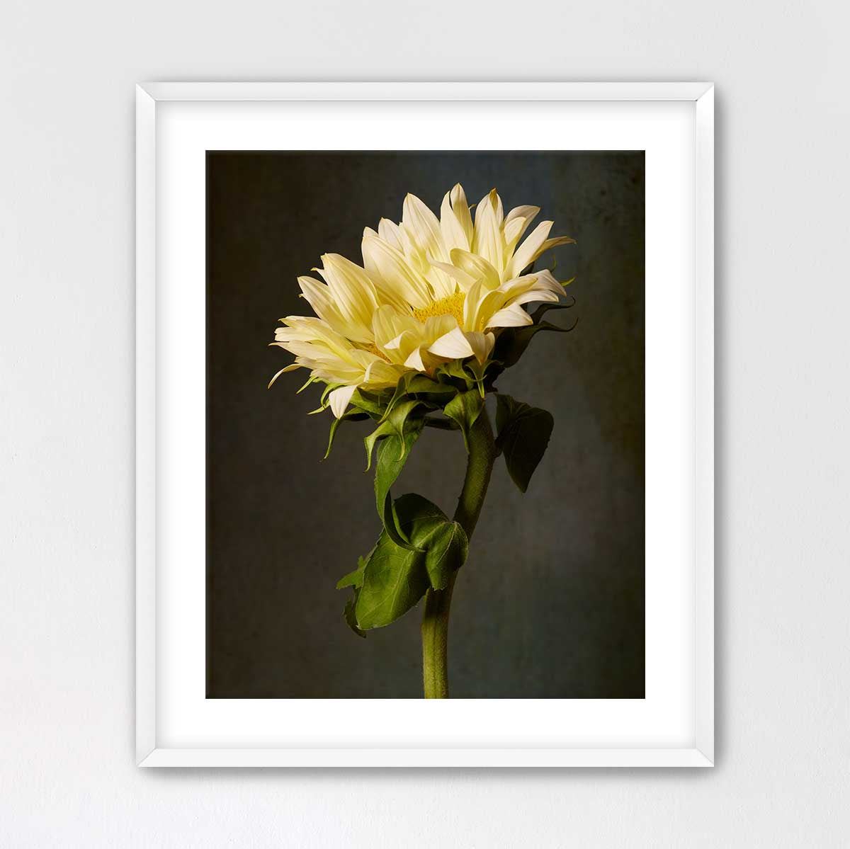 Golden Diva Sunflower