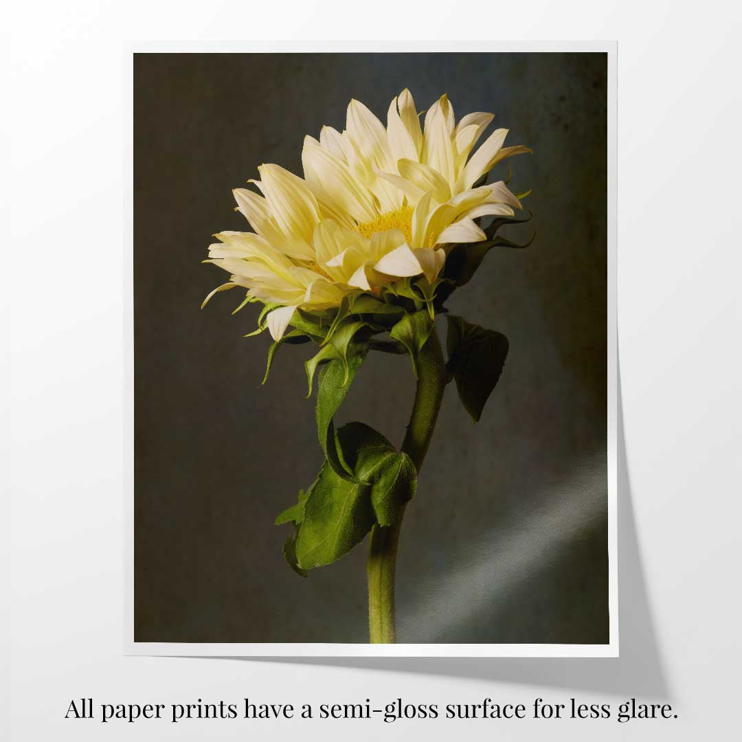 Golden Diva Sunflower