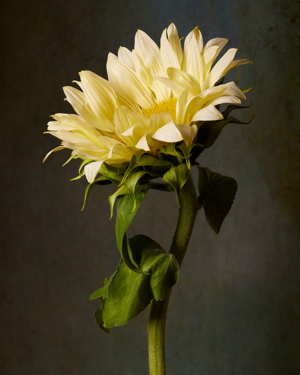 Golden Diva Sunflower