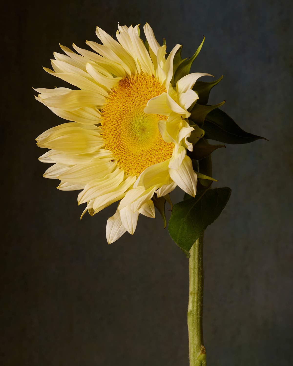 Sunny Attitude Sunflower
