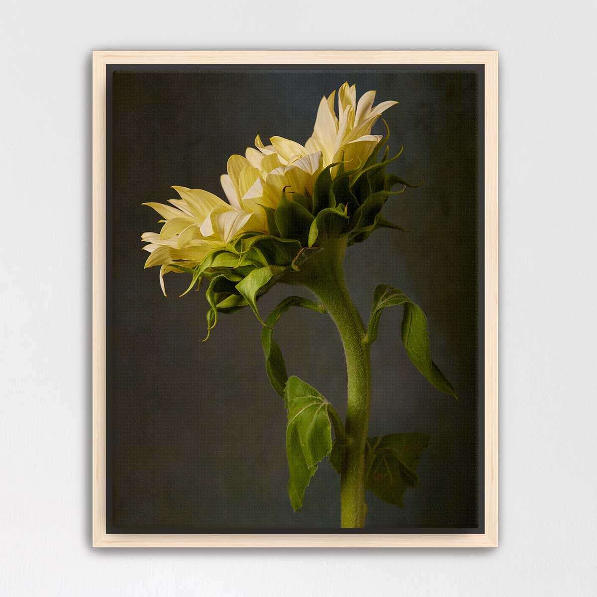 Sunny Sass Sunflower