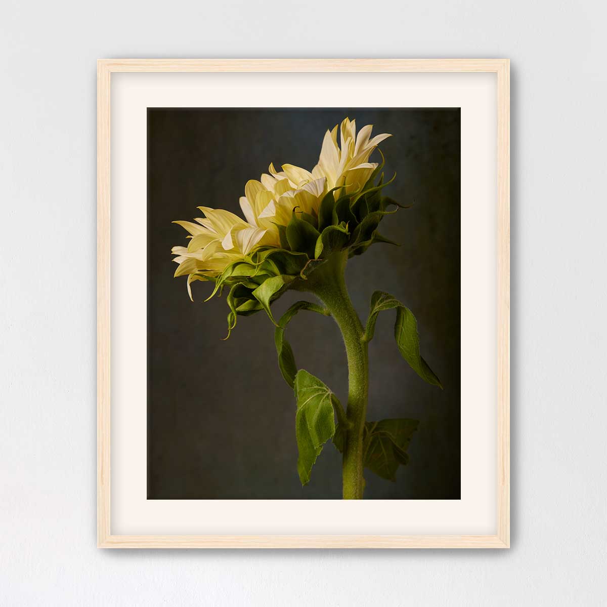 Sunny Sass Sunflower
