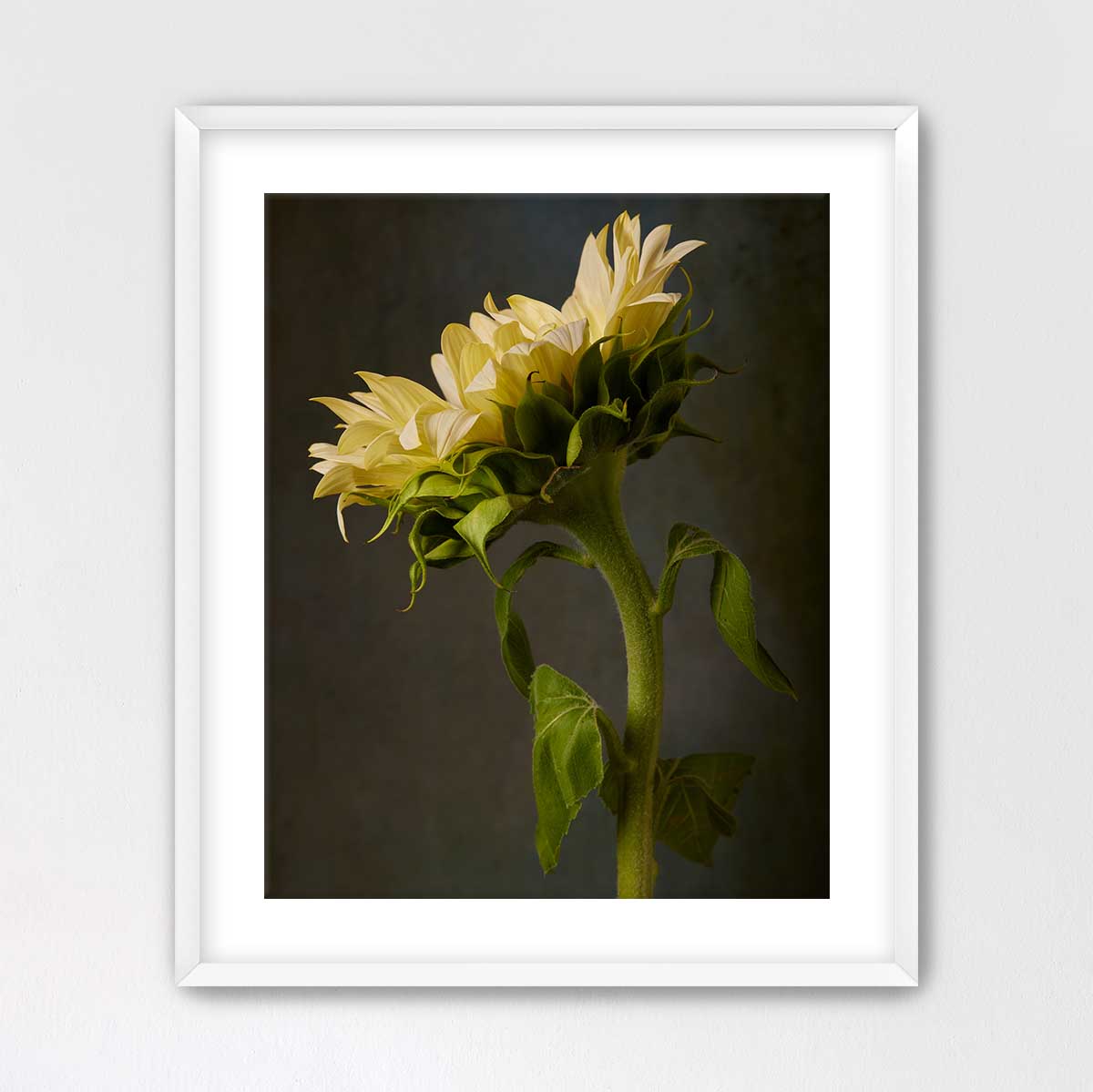 Sunny Sass Sunflower