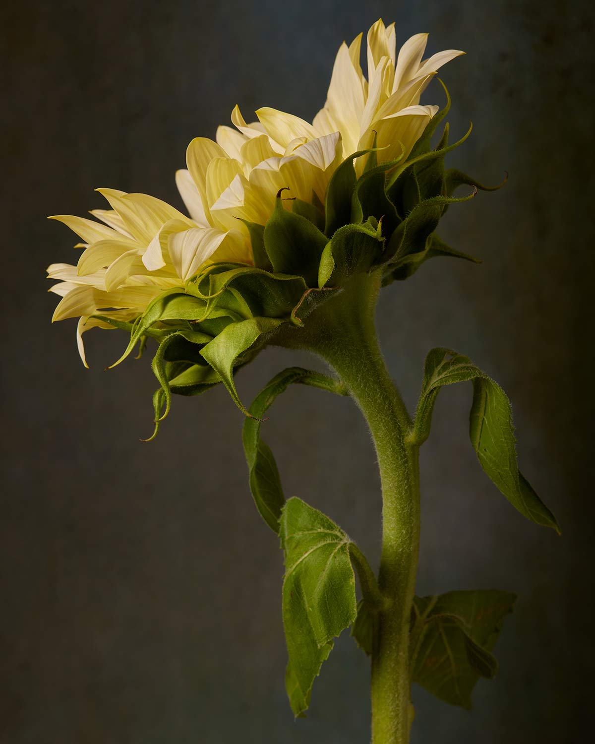 Sunny Sass Sunflower
