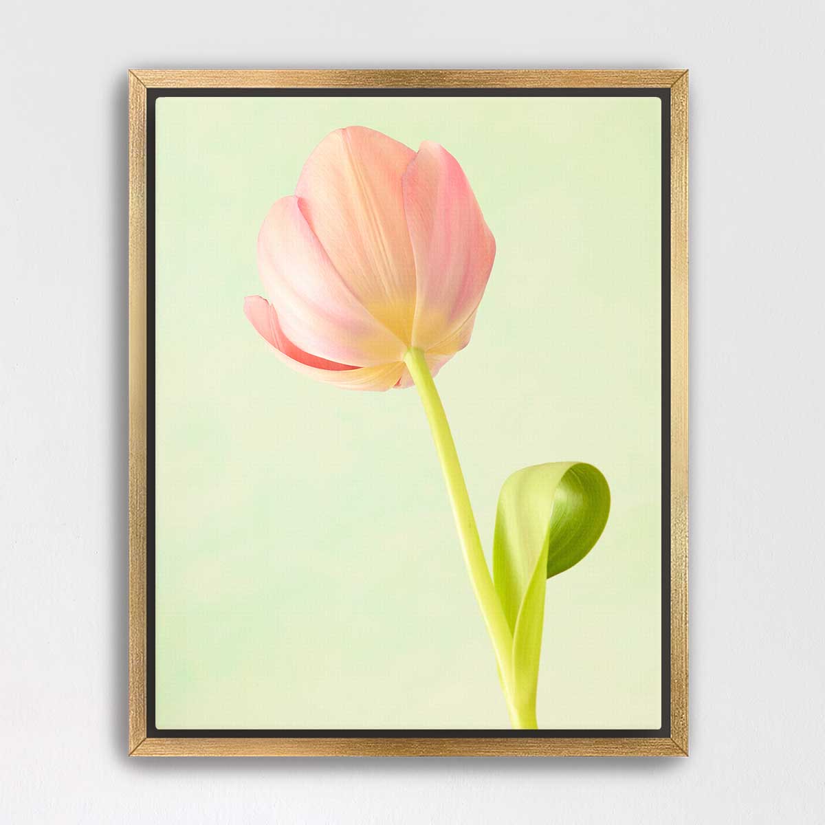Petals Of Spring 1