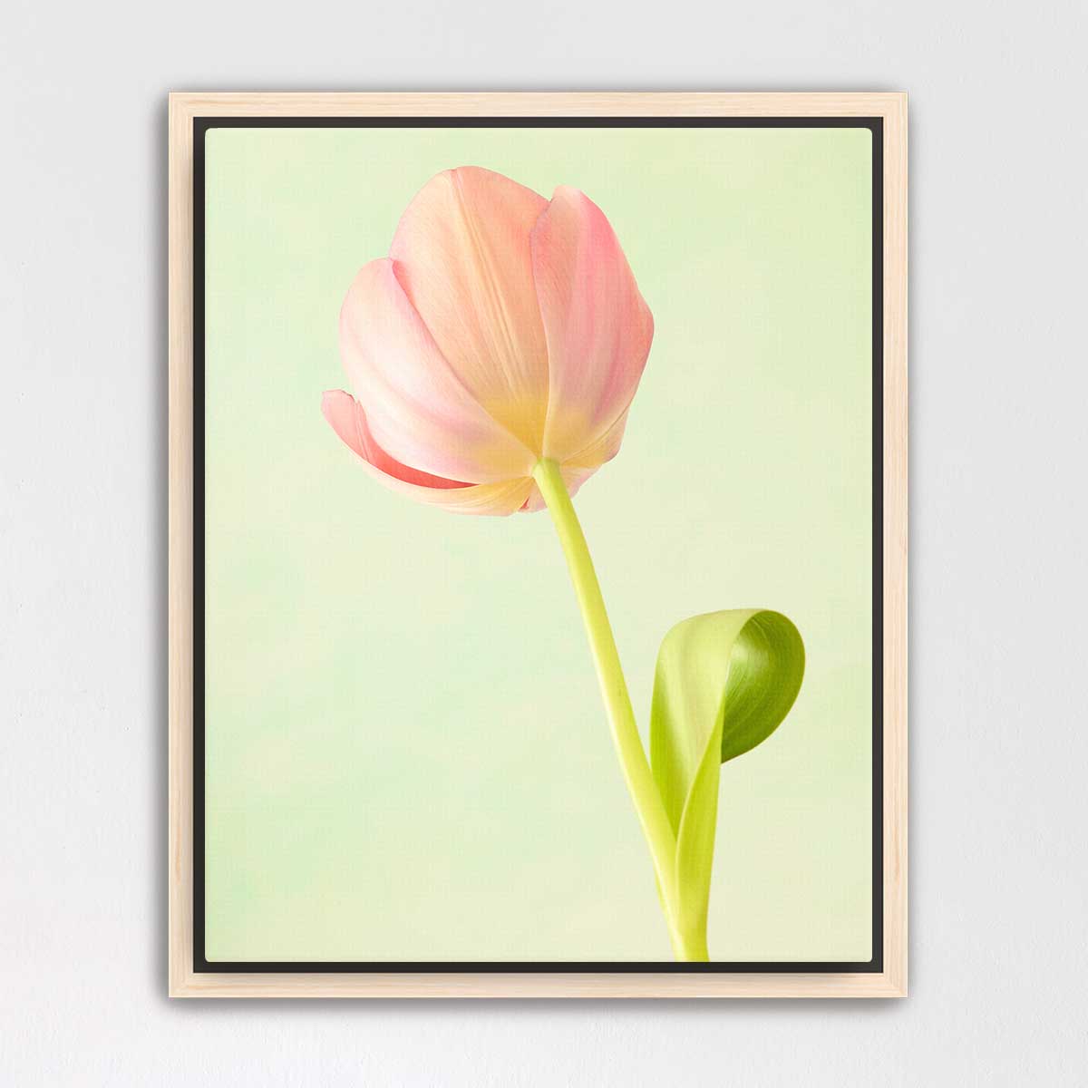 Petals Of Spring 1