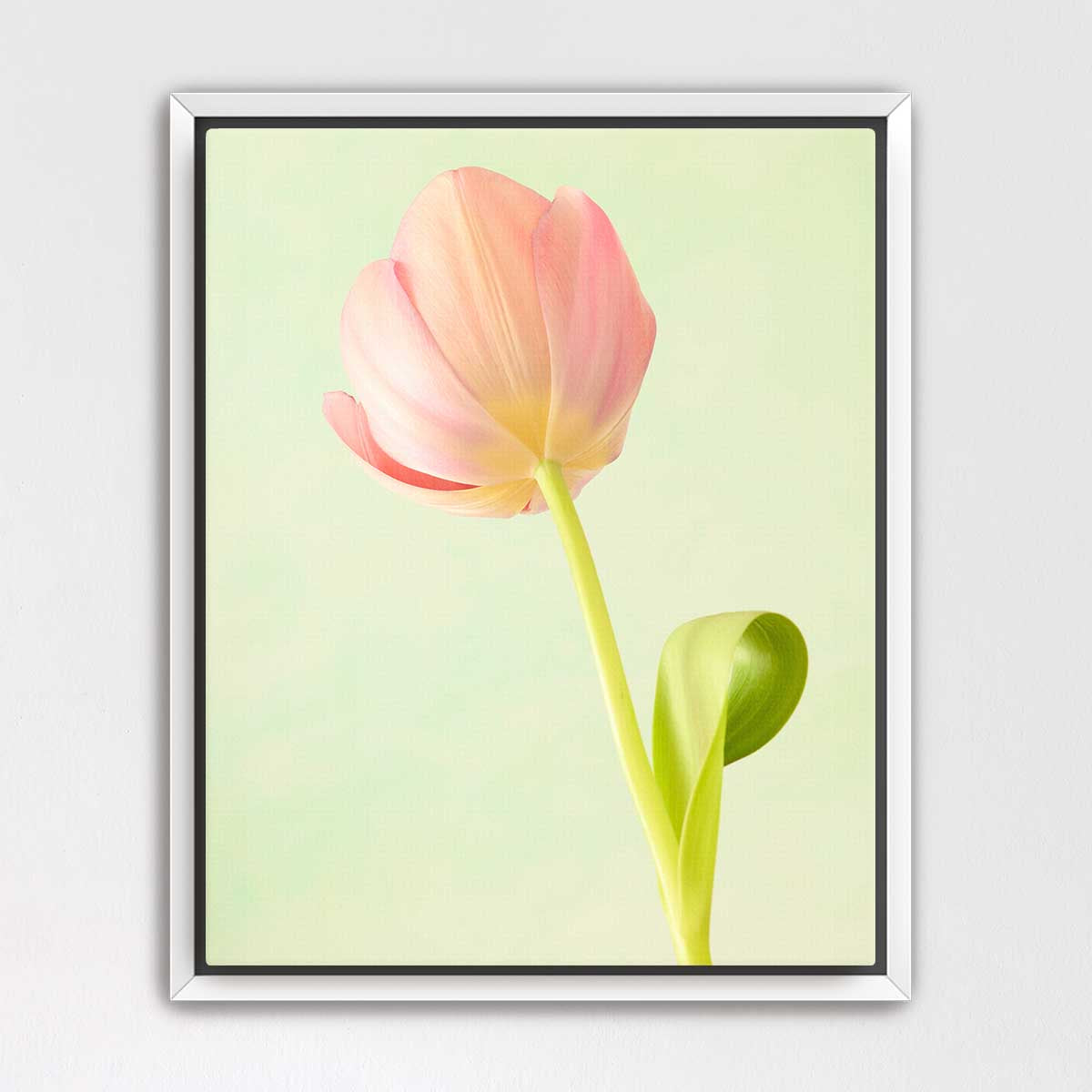 Petals Of Spring 1