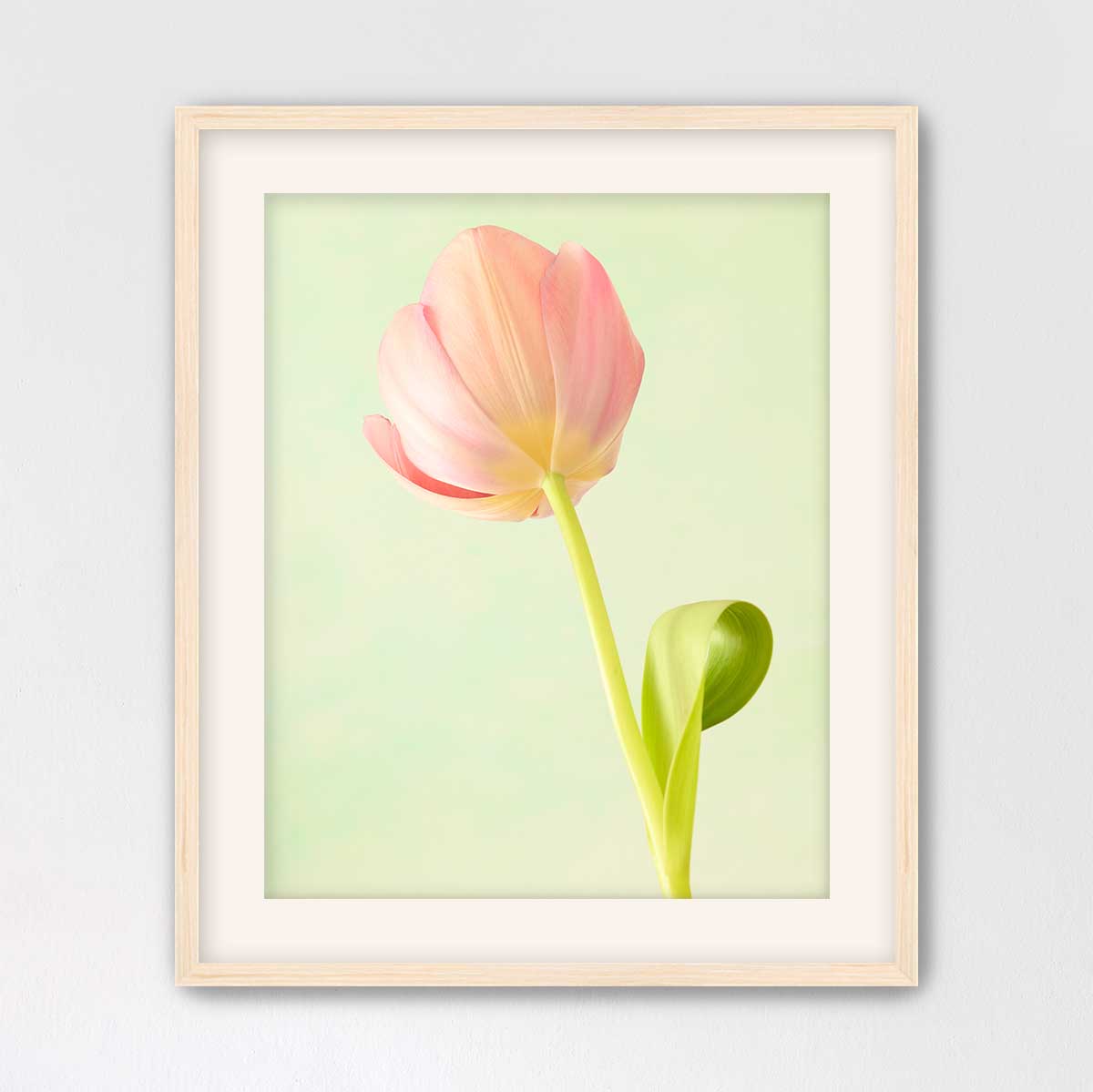 Petals Of Spring 1