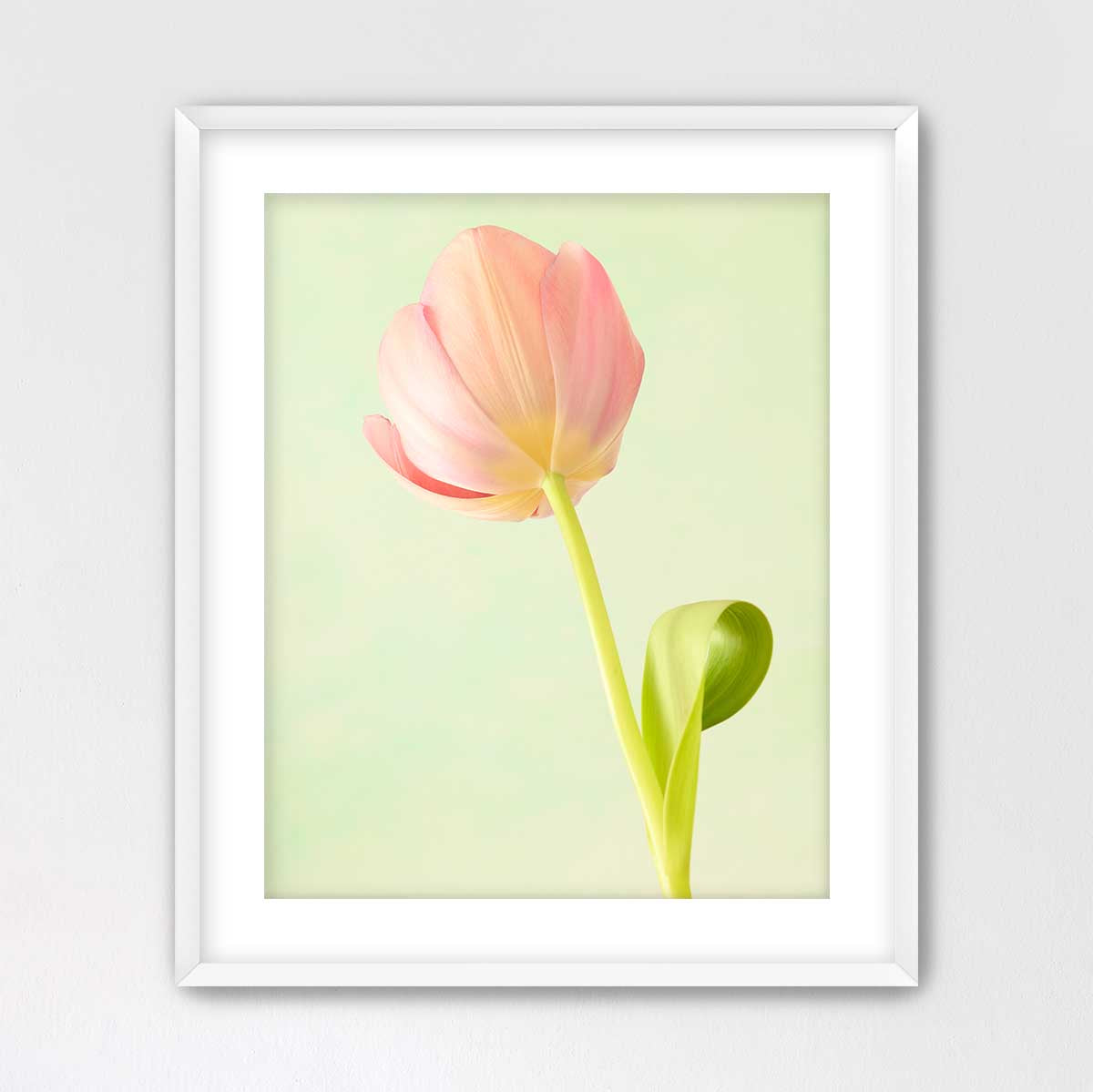 Petals Of Spring 1