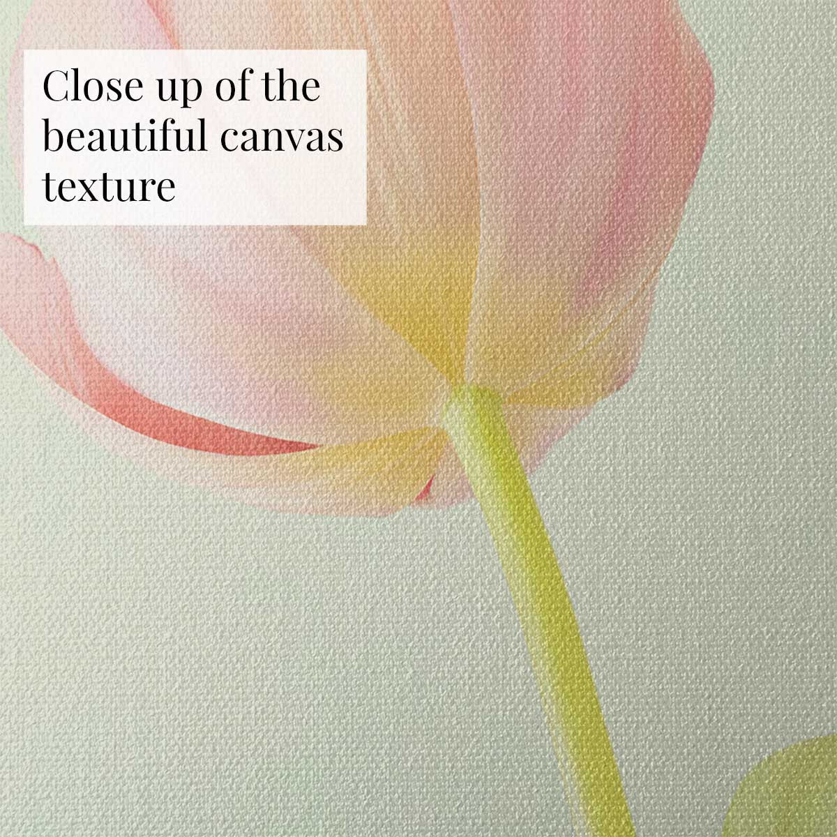 Petals Of Spring 1