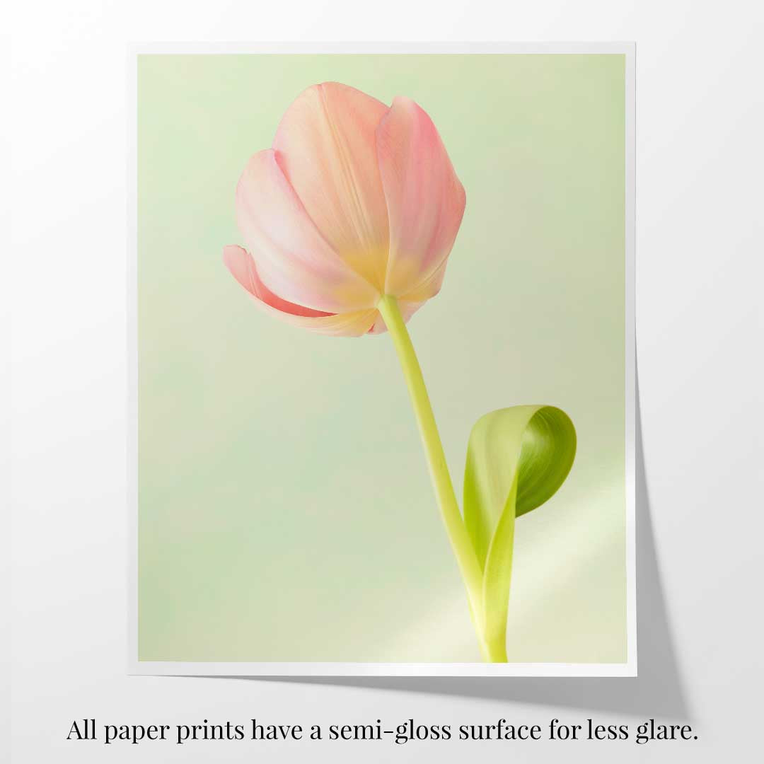 Petals Of Spring 1