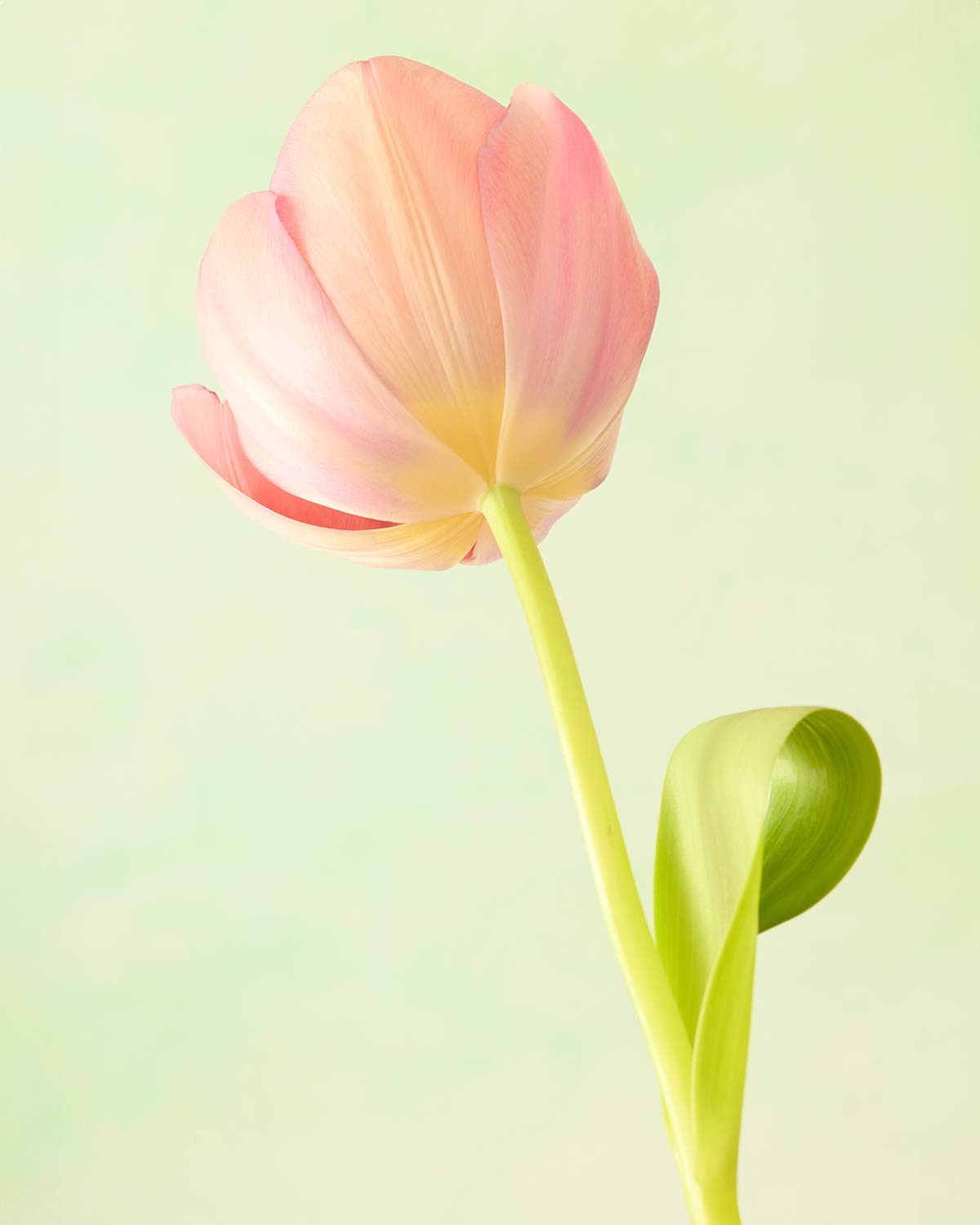 Petals Of Spring 1