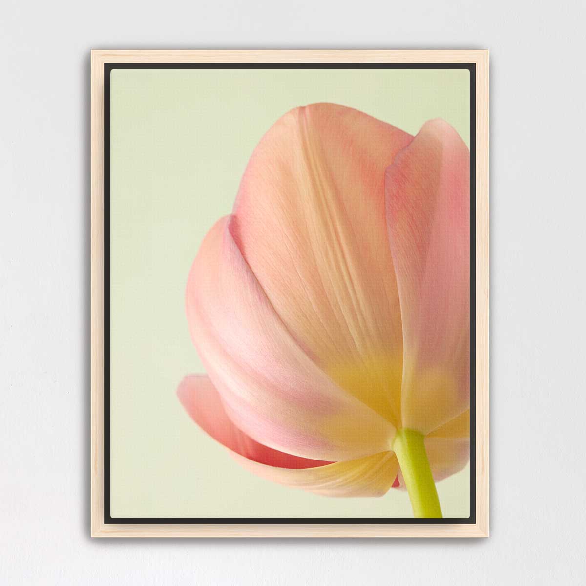 Petals Of Spring 2