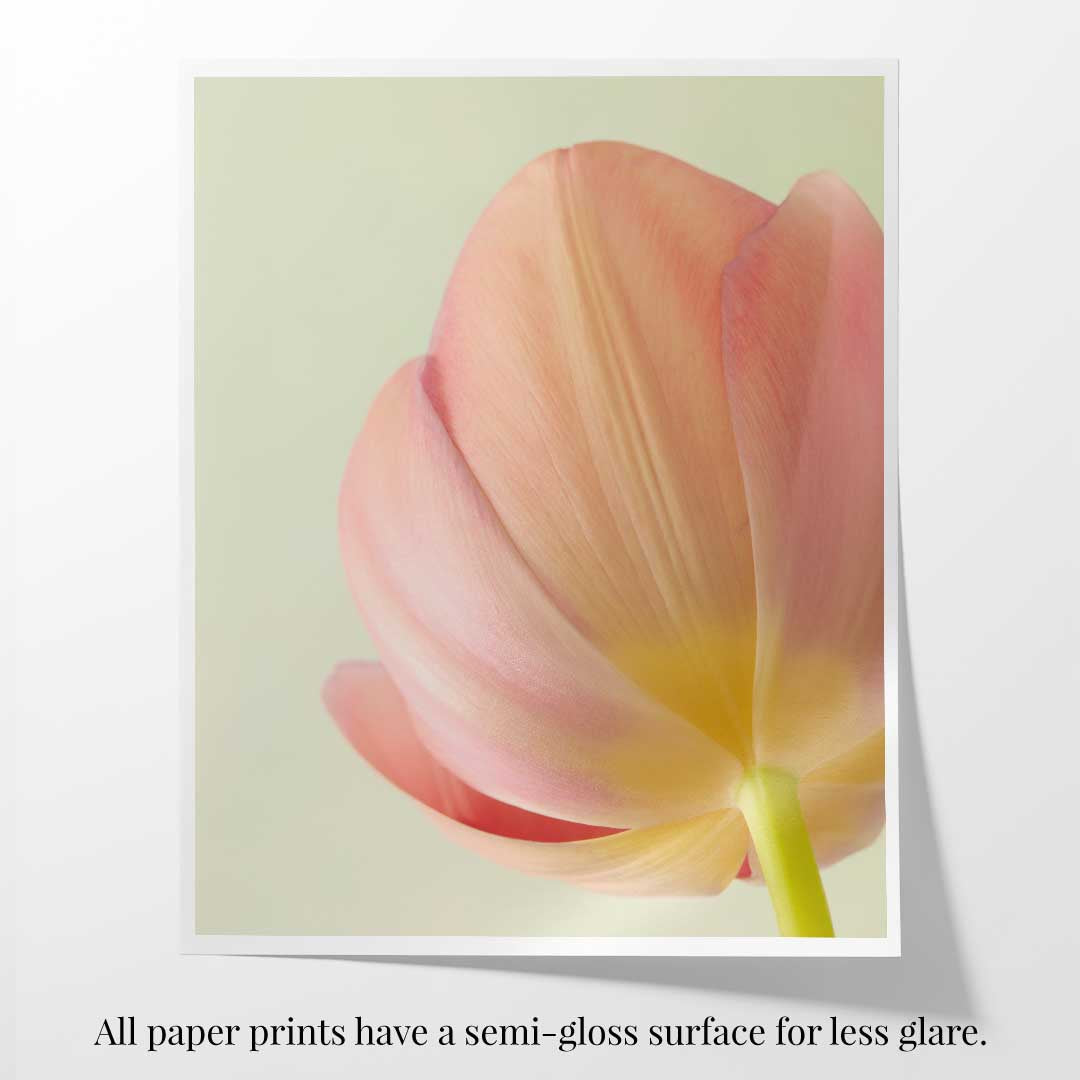 Petals Of Spring 2