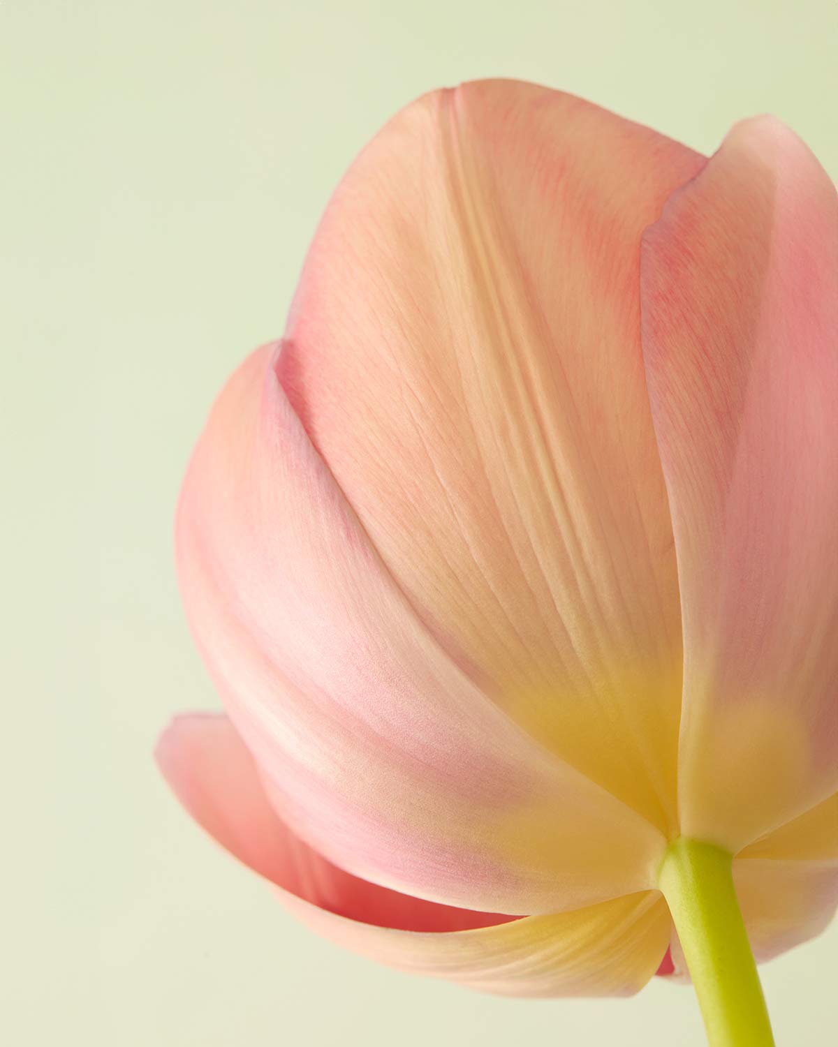 Petals Of Spring 2