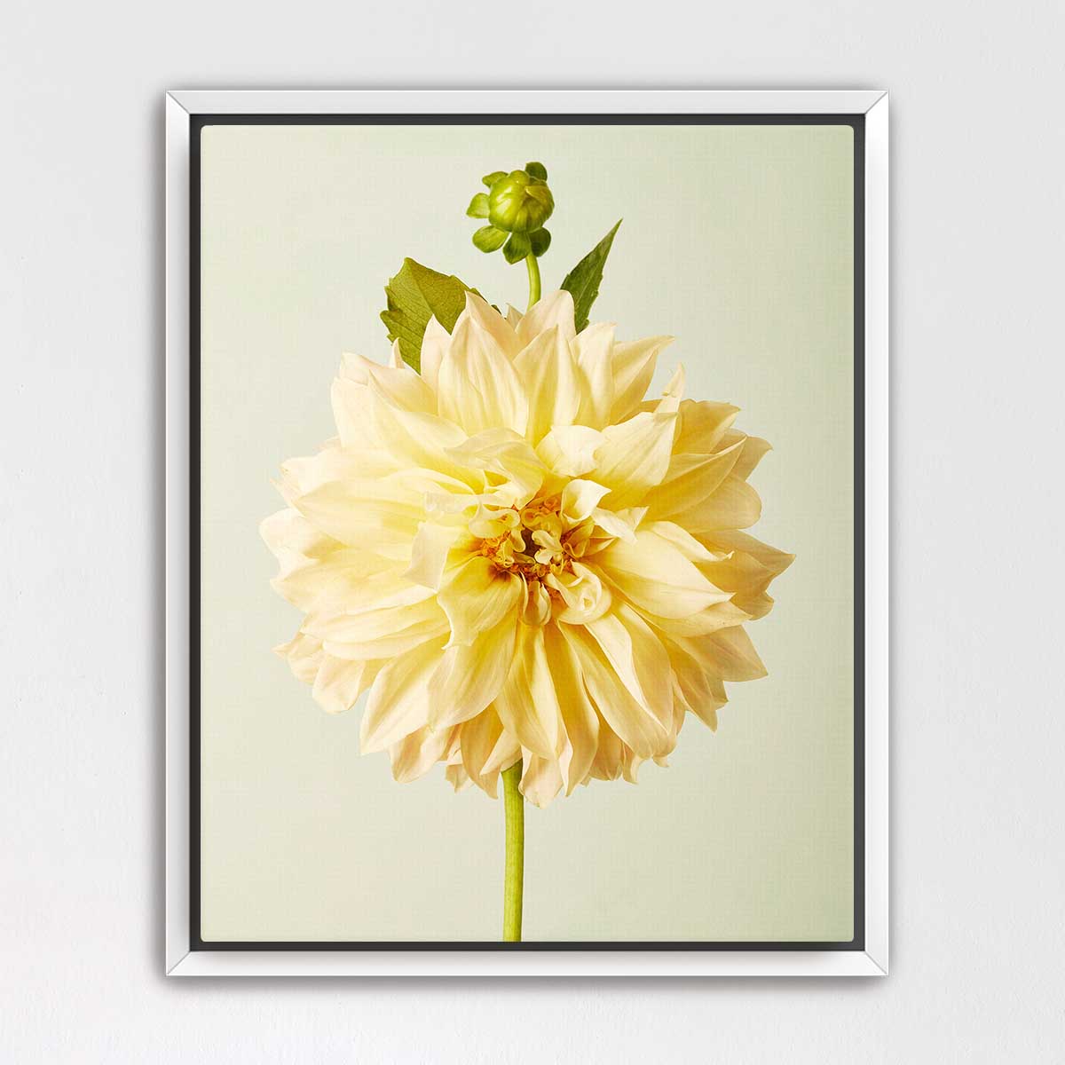 A large, vibrant yellow dahlia flower with a green stem is the central focus of the image, set against a light green background.