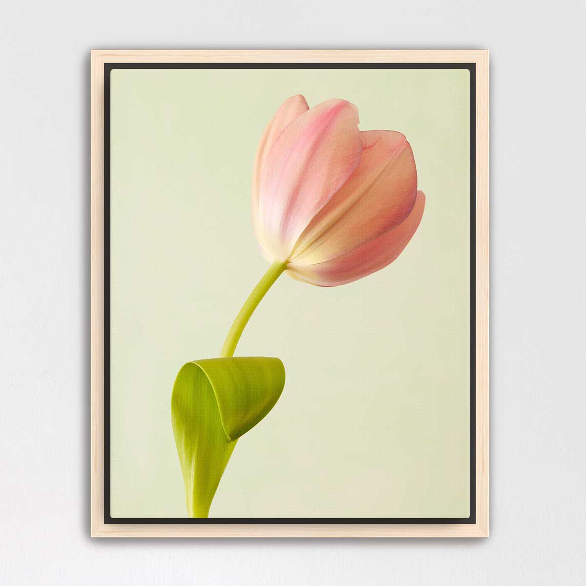 Petals Of Spring 3